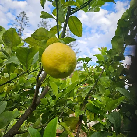 With Jacuzzi&panoramic Views In Prestigious El Rosario, Casa vacanze *