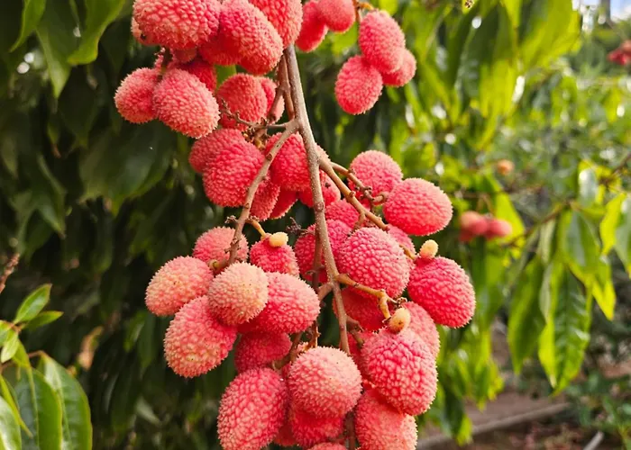 With Jacuzzi And Panoramic Views In Prestigious El Rosario, 別荘 マルベーリャ