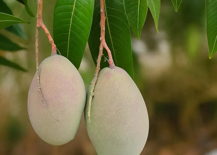 With Jacuzzi And Panoramic Views In Prestigious El Rosario, Marbellac