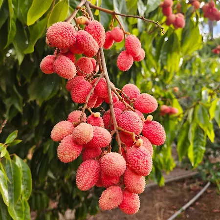 With Jacuzzi And Panoramic Views In Prestigious El Rosario, Holiday home Marbella